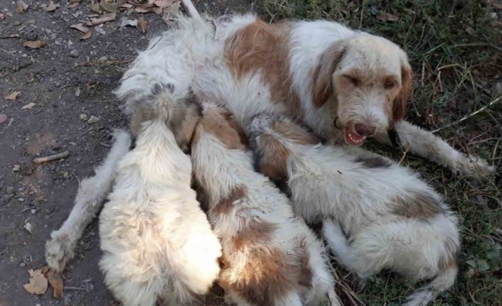 Çukura düşen köpeği itfaiye ekipleri kurtardı