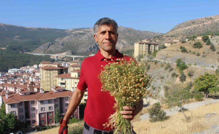 Dağ yamaçlarından topluyor, buketini 100 TL’den satıyor