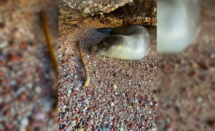 Datça’da karaya çıkan Akdeniz foku, koruma altına alındı