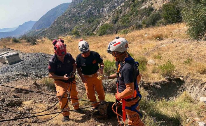 Datça’da kuyuya düşen köpek MAG-AME ekibince kurtarıldı