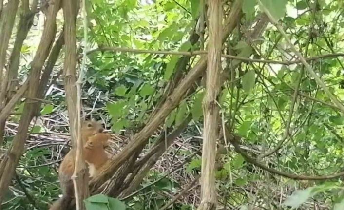 Davetsiz misafire böyle seslendi: "Sincap kardeş ekmeğimi niye çaldın"