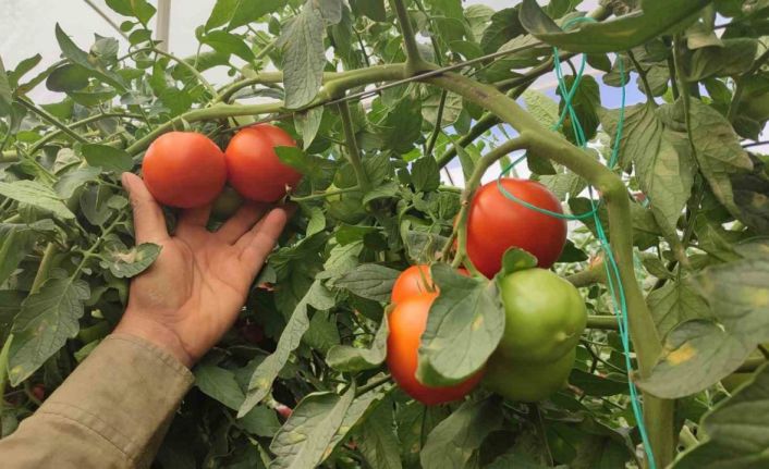 Dekarda 17 ton domates üreten çiftçinin yüzü güldü