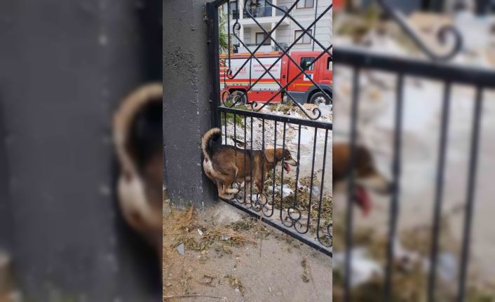 Demir korkuluklara sıkışan köpek itfaiye ekiplerince kurtarıldı