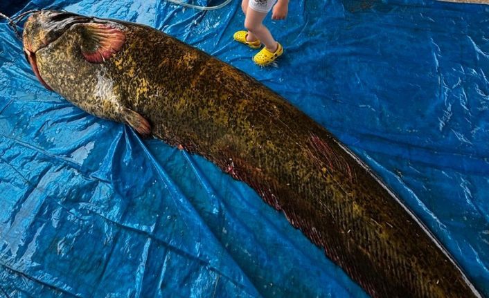Demirköprü Barajı’nda 114 kiloluk yayın balığı yakalandı