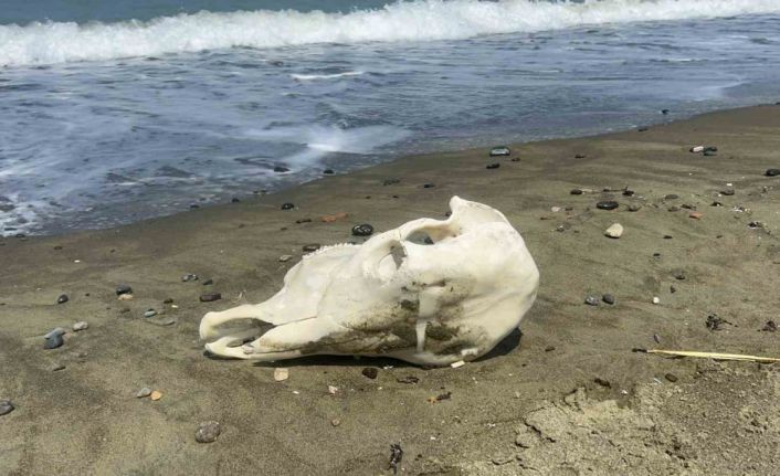 Denizden telef olmuş angus çıktı