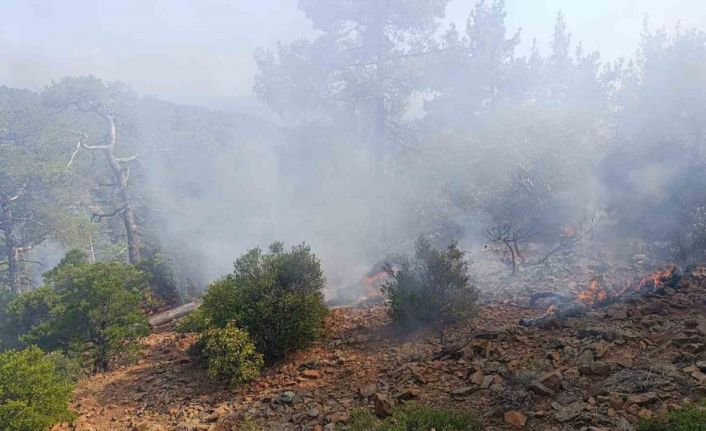 Denizli’de günler önce düşen yıldırım orman yangınına neden oldu