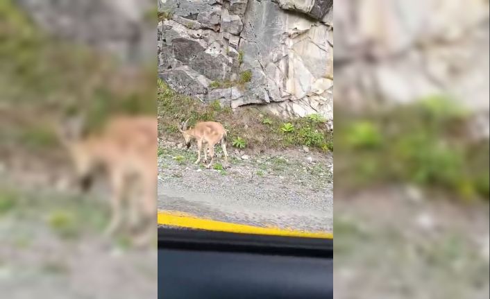 Dereli-Şebinkarahisar karayolunda sürücülere yaban keçisi sürprizi