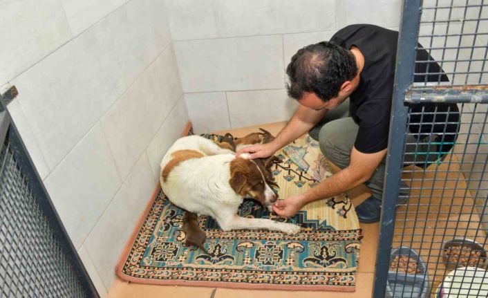 Dereye düşen köpek ve yavrularına Esenyurt Belediyesi sahip çıktı