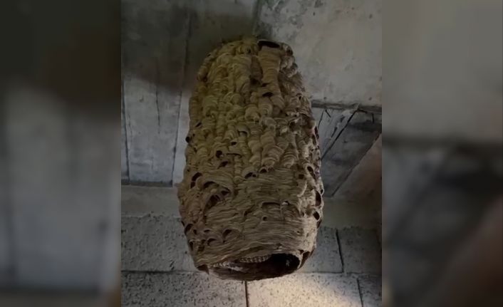 Dev arı yuvası görenleri şaşırttı