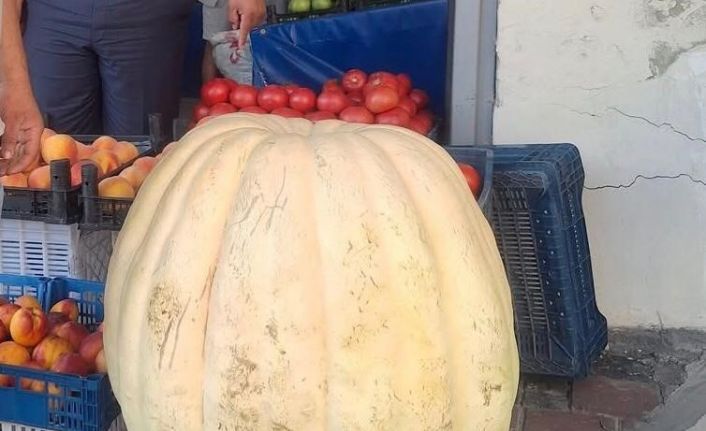 Devasa bal kabağını görenler şaştı kaldı
