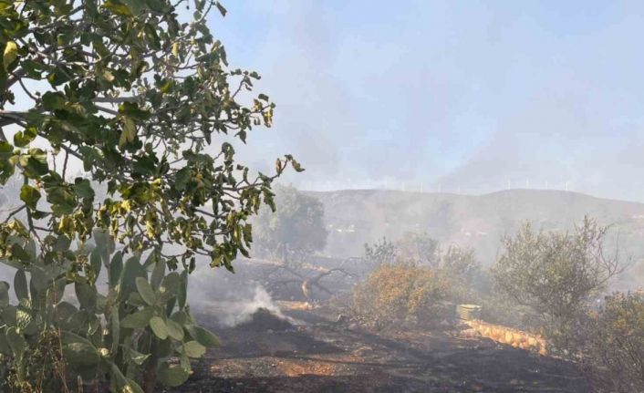 Didim’de makilik ve zeytinlik yangını korkuttu