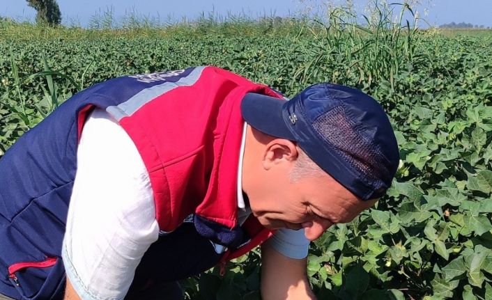 Didim’de zararlı yoğunluğuna rastlanmadı