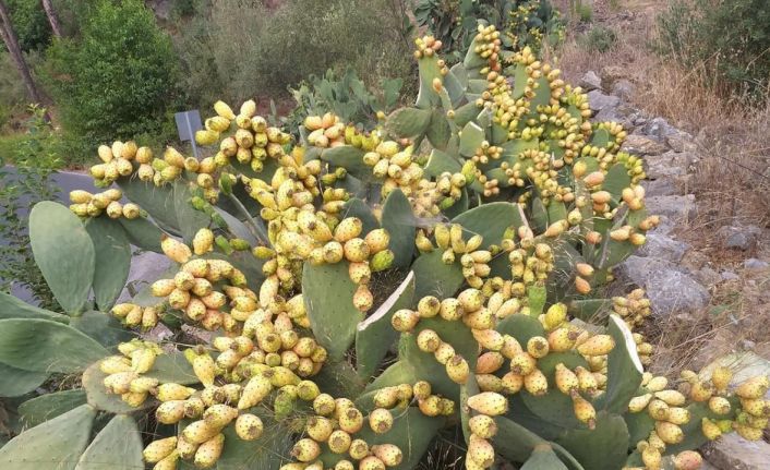 Dikenli inciri fazla tüketen vatandaşlar hastanelik oldu