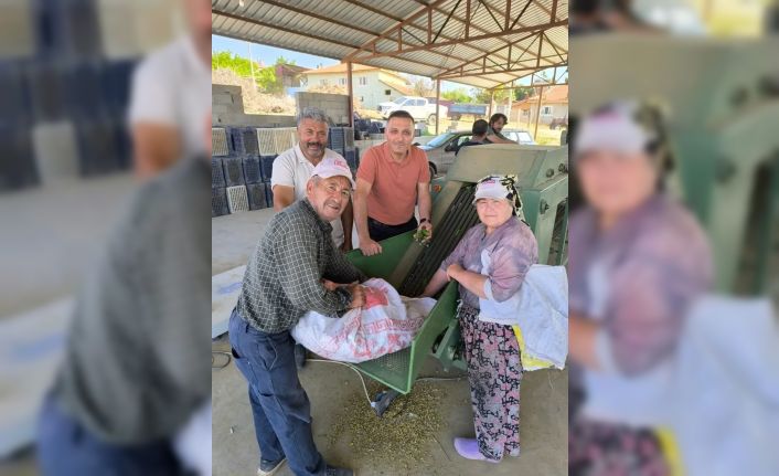 Dinar’da kornişon salatalık sezonu başladı