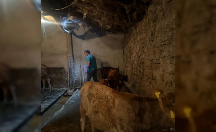 Diyadin’de şap hastalığına karşı aşı çalışmaları devam ediyor