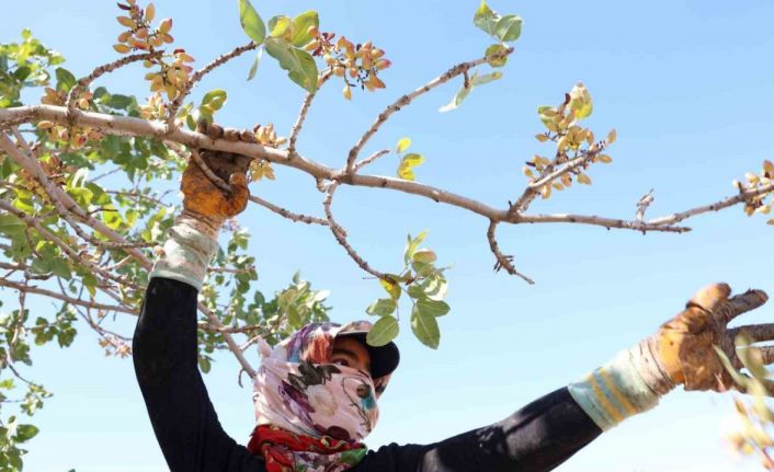 Diyarbakır’da mevsimlik işçilerin sıcak havada fıstık hasadı devam ediyor