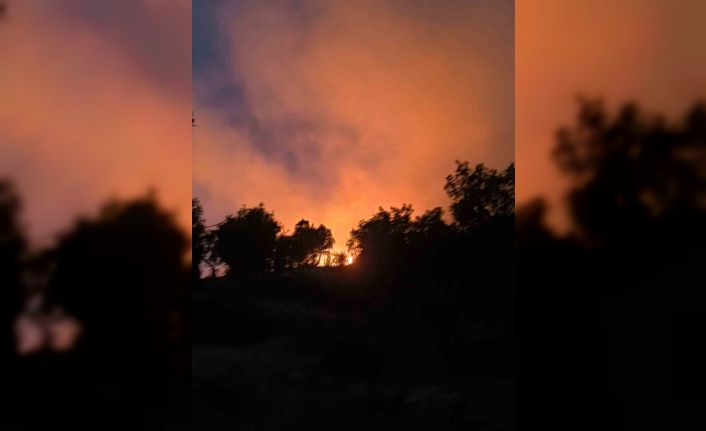 Diyarbakır’da ormanlık alanda çıkan yangın söndürüldü