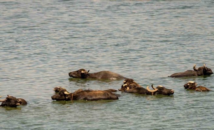 Diyarbakır’da sığır ve mandalar Kabaklı Gölü’nde serinliyor
