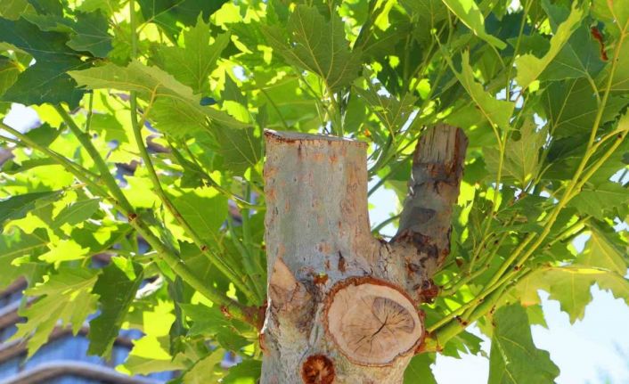 Diyarbakır’da tedavi edilen ağaçlar yeniden yeşerdi