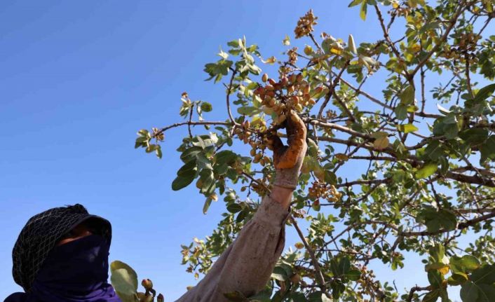 Diyarbakır’da ‘Yeşil altın’ın hasadına başlandı
