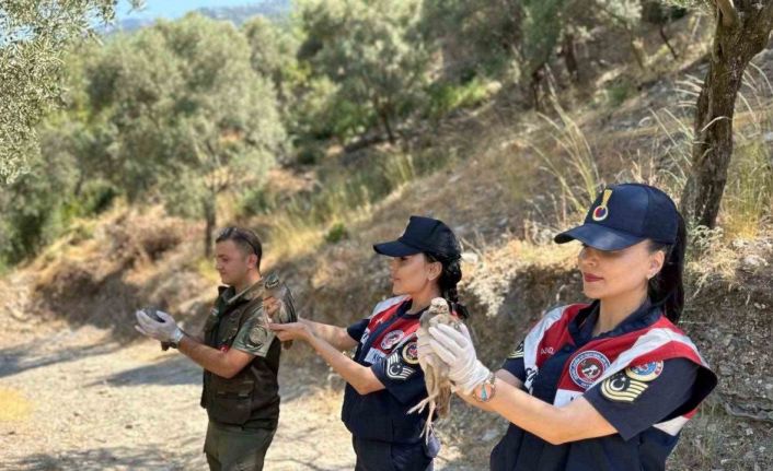 Doğa koruma faaliyetinde 25 bıldırcın ve 21 keklik ele geçirildi