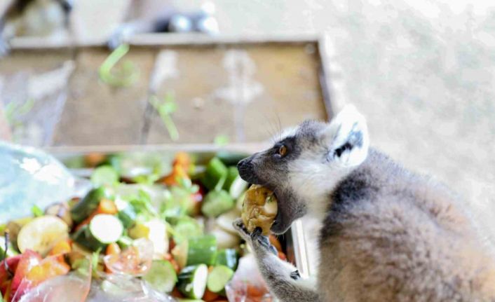 Doğa Parktaki hayvanlar dondurulmuş gıdalarla serinletiliyor