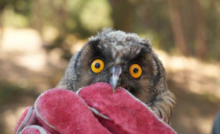 Doğaya kavuşan canlar: DKMP 76 bin yaban hayvanını doğaya kazandırdı