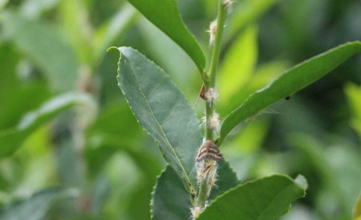 Doğu Karadeniz’in korkulu rüyası ’Vampir kelebekler’ yeniden ortaya çıktı