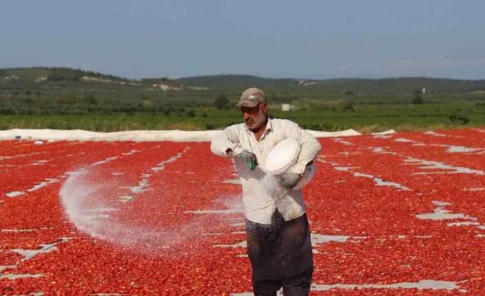 Domates kurutma alanlarında görsel şölen