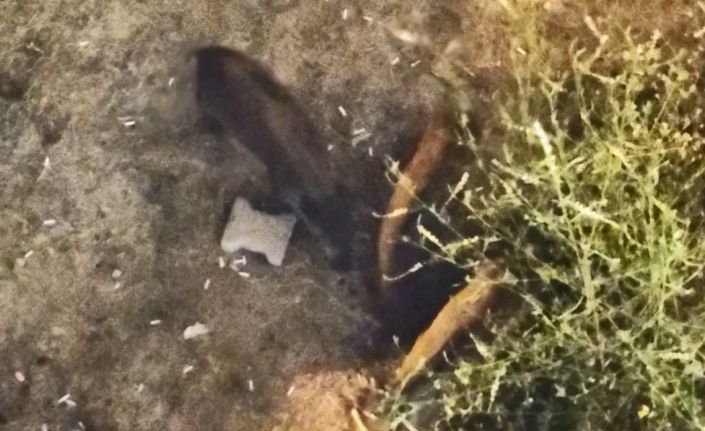 Domuzlar yazlıkların bahçesinde yiyecek aradı