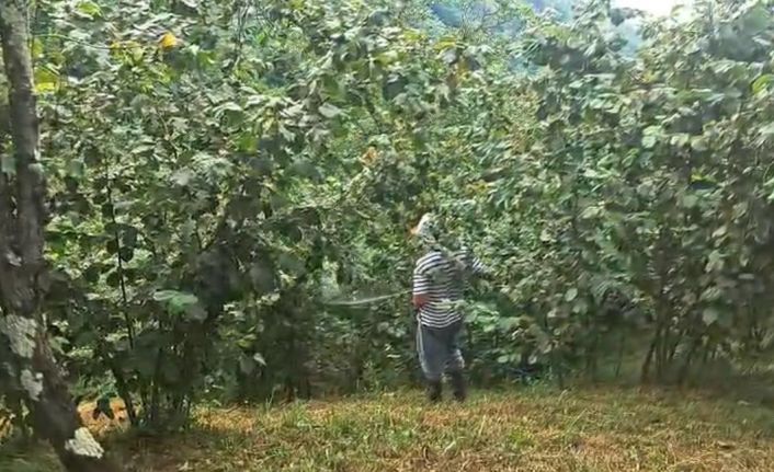 ‘Drakula’ bahçeleri kuruttu, 4 bin 100 dekar alandaki fındık ağaçları söküldü