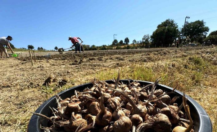 Dünyanın en pahallı baharatı Safran toprakla buluşuyor