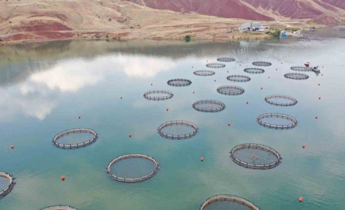 Dünya’nın somonu, denize kıyı olmayan Sivas’ta üretiliyor