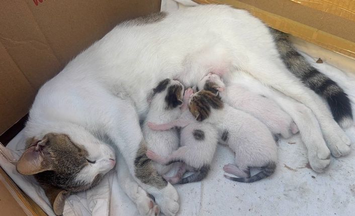 Durakta doğum yapan kedi ve yavrularına taksiciler sahip çıktı
