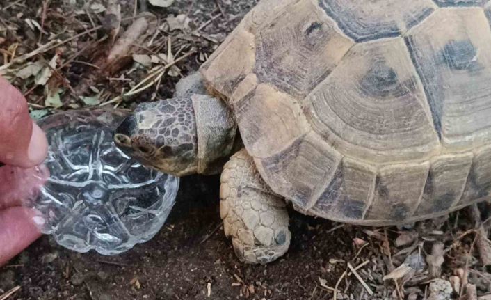 Duyarlı vatandaştan yüreklere dokunan hareket: Kaplumbağaya gözyaşları içinde su içirdi