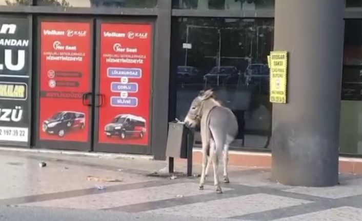 Edirne Otogarı’nda ilginç anlar: Başıboş eşek dubayı çaldı