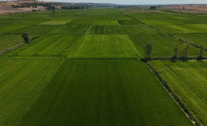 Edirne’de sağanak yağış ekili ürünlere can suyu oldu