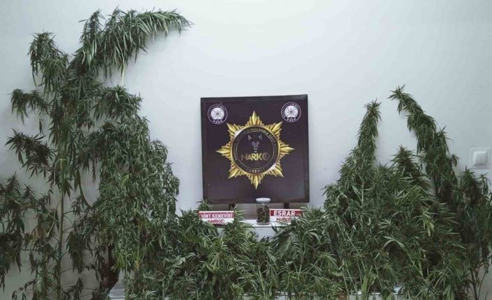 Edremit’te uyuşturucu operasyonu: Esrar ve kenevir ele geçirildi