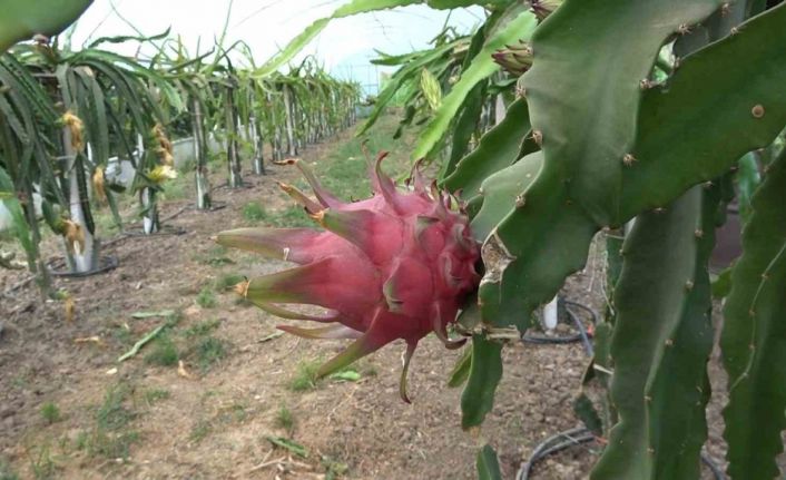 Ejder meyvesi hasadı yüzleri güldürdü