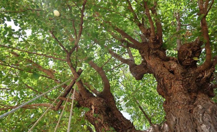 Elazığ’da 500 yıllık dut ağacı, yıllara meydan okuyor