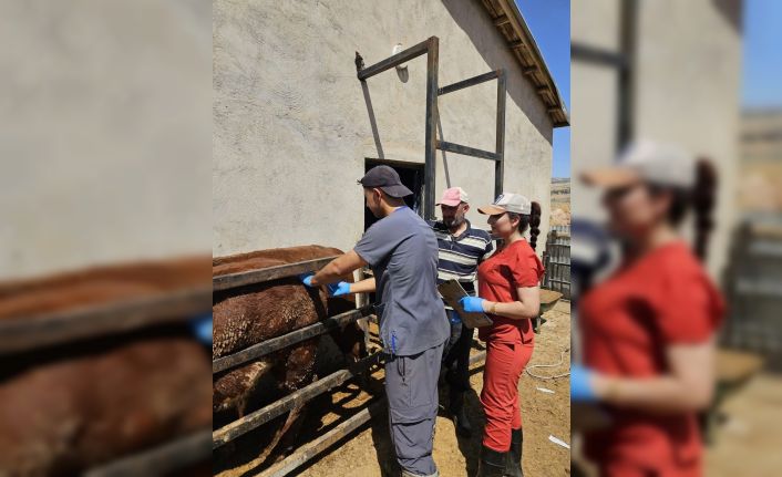 Elazığ’da besilik ithal hayvanlarda numune çalışması yapıldı