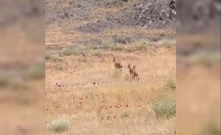Elazığ’da dağ keçileri piknik alanlarına indi