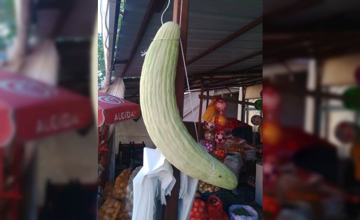 Elazığ’da dev acur hayrete düşürdü