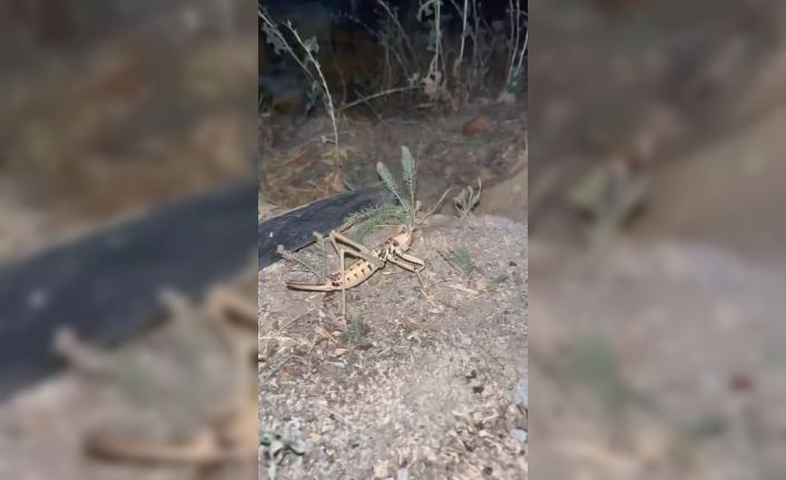 Elazığ’da dev etçil çekirge görüldü