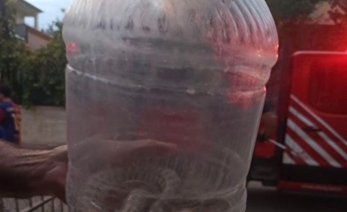 Elazığ’da engerek yılanı paniği