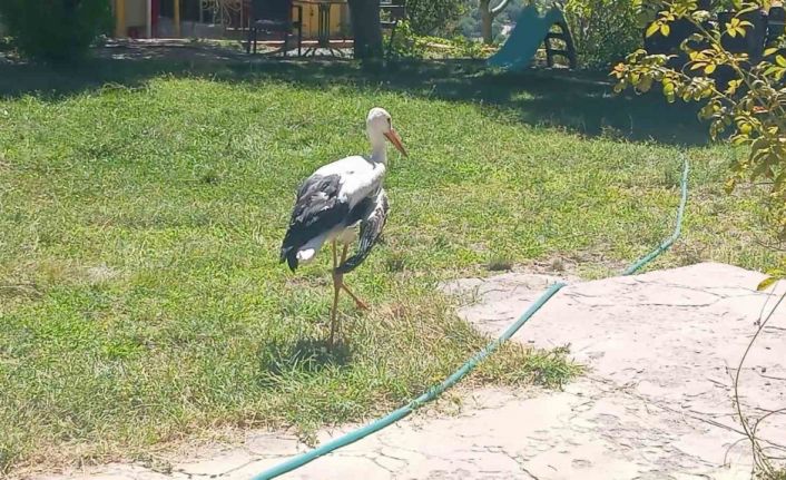 Elazığ’da kanadı kırık leylek koruma altına alındı