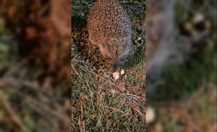 Elazığ’da kirpiyi fıstıkla beslediler