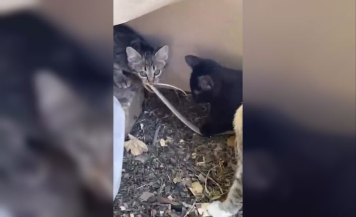 Elazığ’da yavru kedilerin yılanla oynaması kamerada