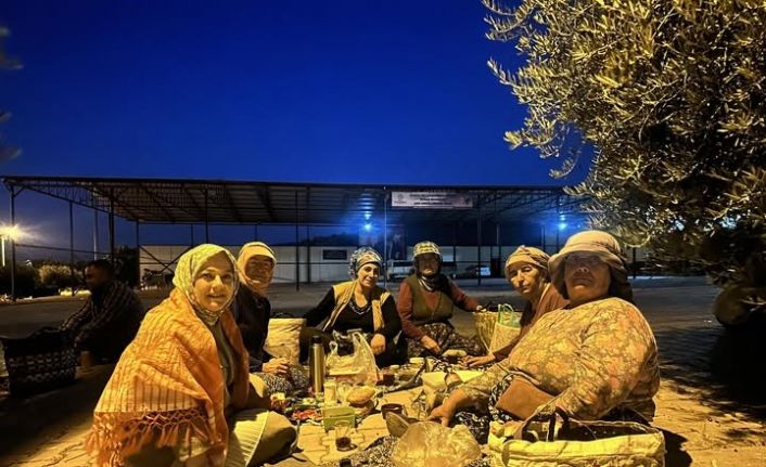 Elleriyle poğaça yapan kadın vekil şafakta üreticiyle birlikte hasat yaptı