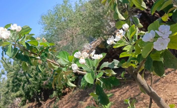 Elma ağaçları Ağustos’ta çiçek açtı